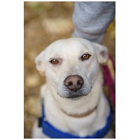 Alba, 1.5 éves ivartalanított szuka #6