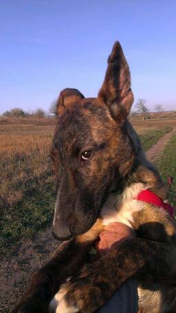 Ariell, 12 éves, 47 cm magas, lány kutya