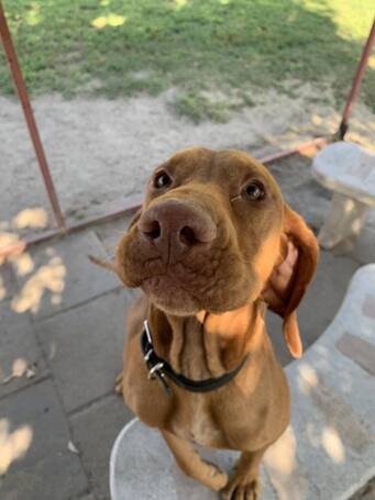 Bingo, két éves, kan