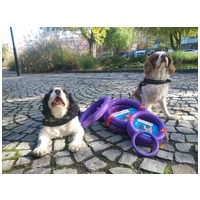 Puller fitnessz/ügyességfejlesztő karikák kutyáknak #3