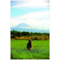 Chuckit! Whistler Balls - Fütyülős labdák kutyáknak #8