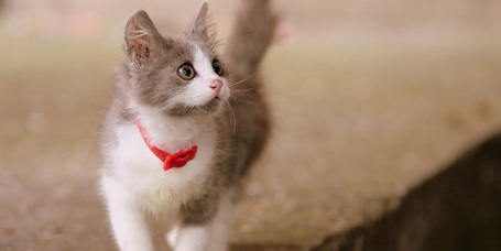 Neked is lehet jól nevelt cicád! Így tanítsd a kiscicát!