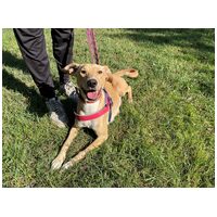 Szöszi, egy éves, szuka #3