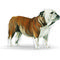 Royal Canin Bulldog Adult 3.