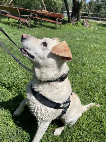 Amy, ivartalanított szuka kutyus