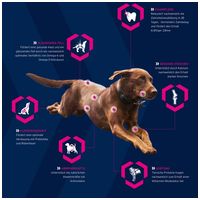 Eukanuba Puppy Large 18 kg #7