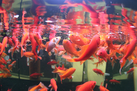 JBL ProNovo Red Flakes M lemezes alapeleség aranyhalaknak