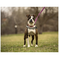 Morpheus, 7 éves, 50 cm magas, boxer mix, kan #5