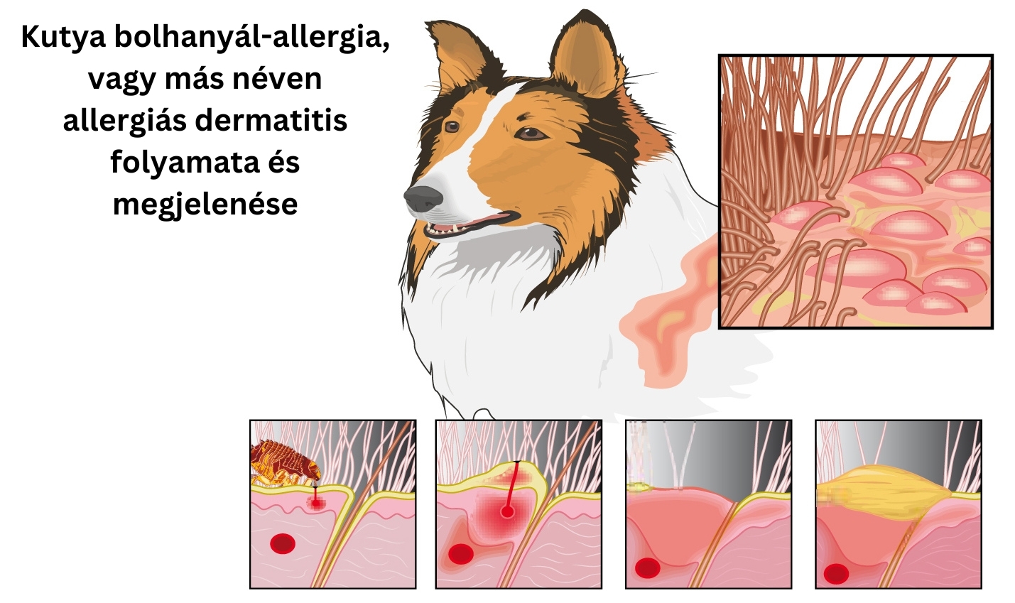 Kutya bolhanyál allergia, vagy más néven allergiás dermatitis