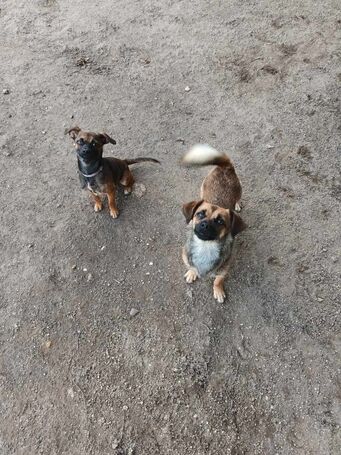 Mira, fél éves, szuka