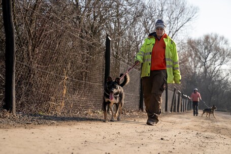 Hektor, kan kutyus gazdit keres