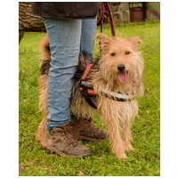 Mickey, 3 éves, kan #5