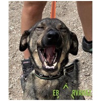 Kópé, 5 éves, 50 cm magas, kan #3