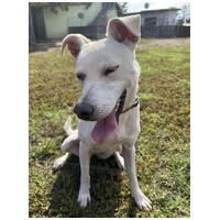 Alba, 1.5 éves ivartalanított szuka #3