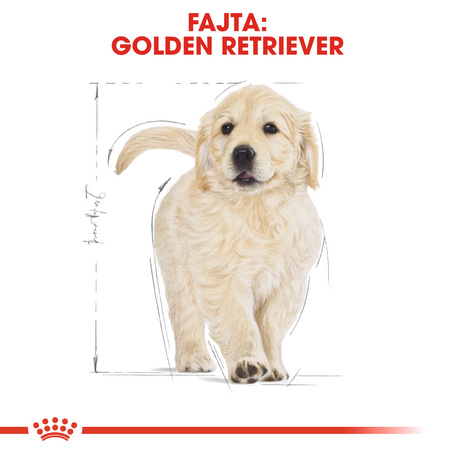 Royal Canin Golden Retriever Puppy - Golden Retriever kölyök kutya száraz táp
