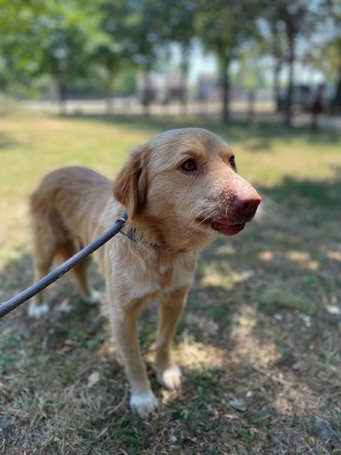 Wall-e, két éves, kan