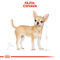 Royal Canin Chihuahua Adult - Csivava felnőtt kutya száraz táp