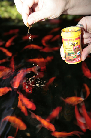 JBL ProNovo Red Flakes M lemezes alapeleség aranyhalaknak