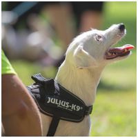 Julius-K9 IDC fekete kutyahám #9