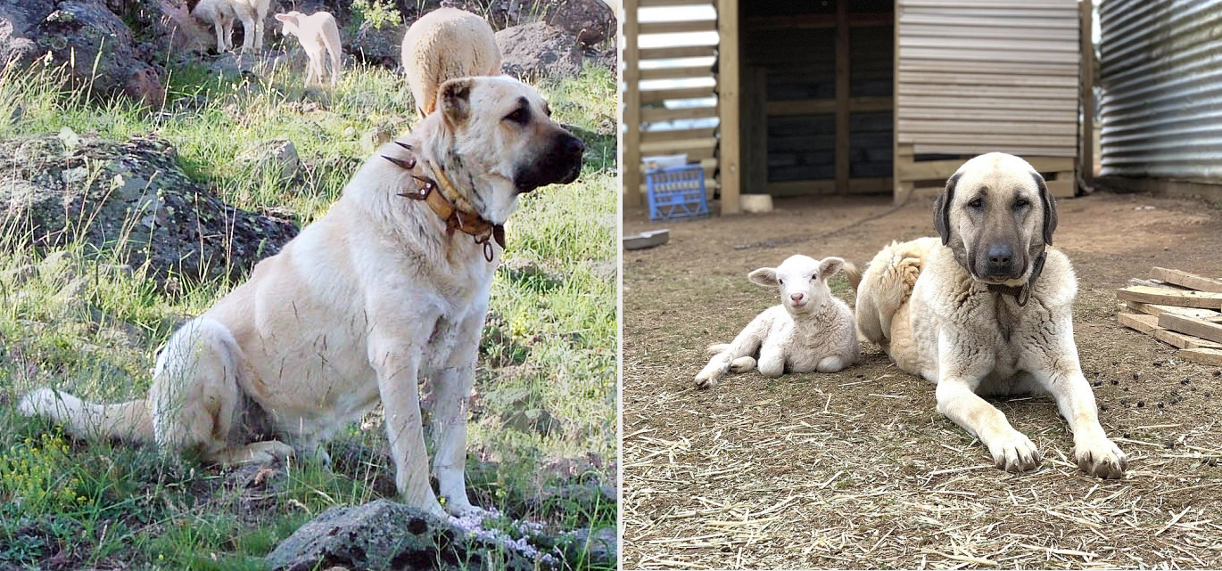 Kangal, Törökország karakteres juhászkutyája