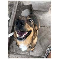 KisO, 4 éves, 34 cm magas, szuka #4