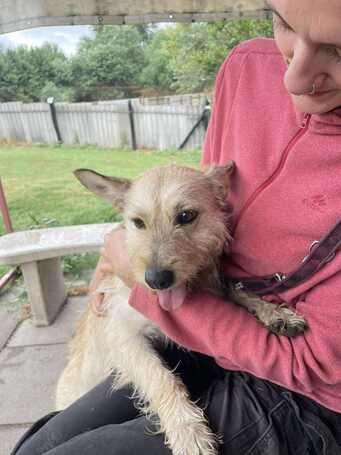 Szöszi, 5 éves ivartalanított lányka