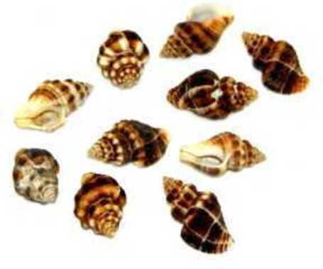 Mini méretű csigaházak, kagylók