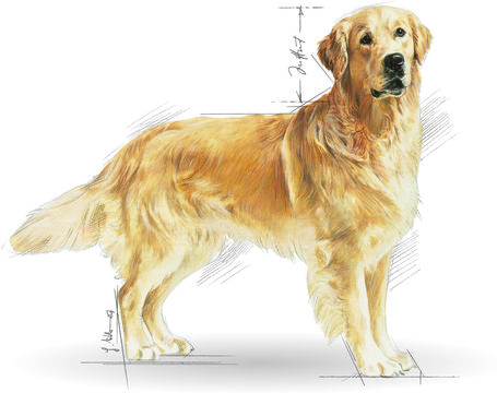 Royal Canin Golden Retriver Adult - Golden Retriever felnőtt kutya száraz táp