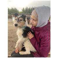 Topi, 10 éves, 44 cm magas, foxi keverék, kan #3