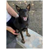 Gedeon, fél éves, kan #3