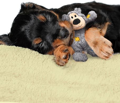 Kong Wild Knotz Bear kutyajáték