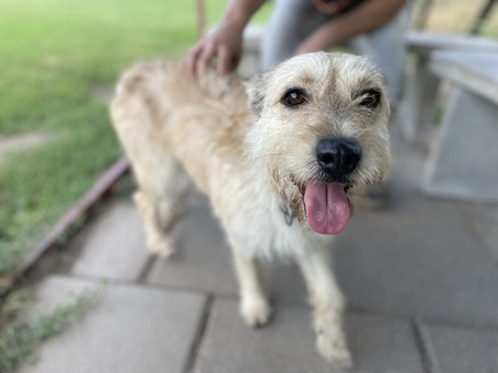 Szöszi, 5 éves ivartalanított lányka