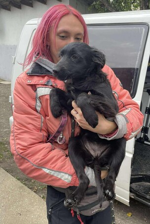 Áfonya, 5 hónapos keverék kislány