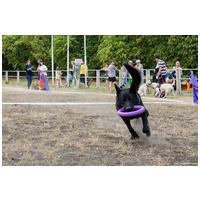 Puller fitnessz/ügyességfejlesztő karikák kutyáknak #6