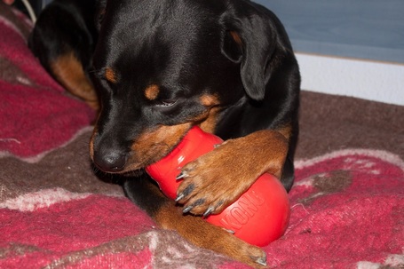 Kong Bounzer kutyajáték