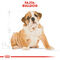 Royal Canin Bulldog Junior - Angol Bulldog kölyök kutya száraz táp