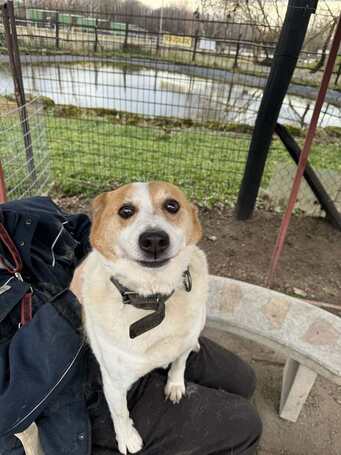 Foltos, 9 éves ivartalanított kan