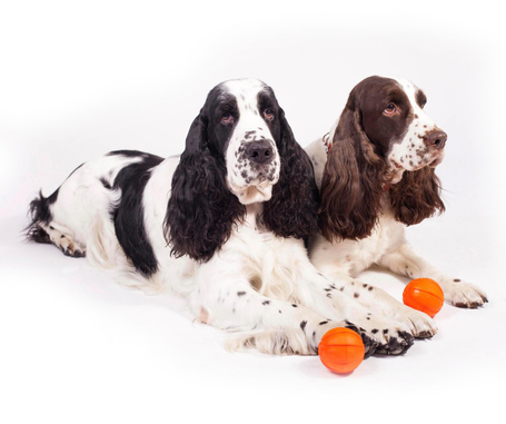 Liker narancssárga labda kutyáknak