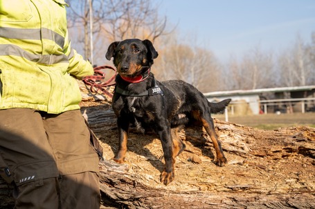 Prézli, 3 éves ivartalanított kan