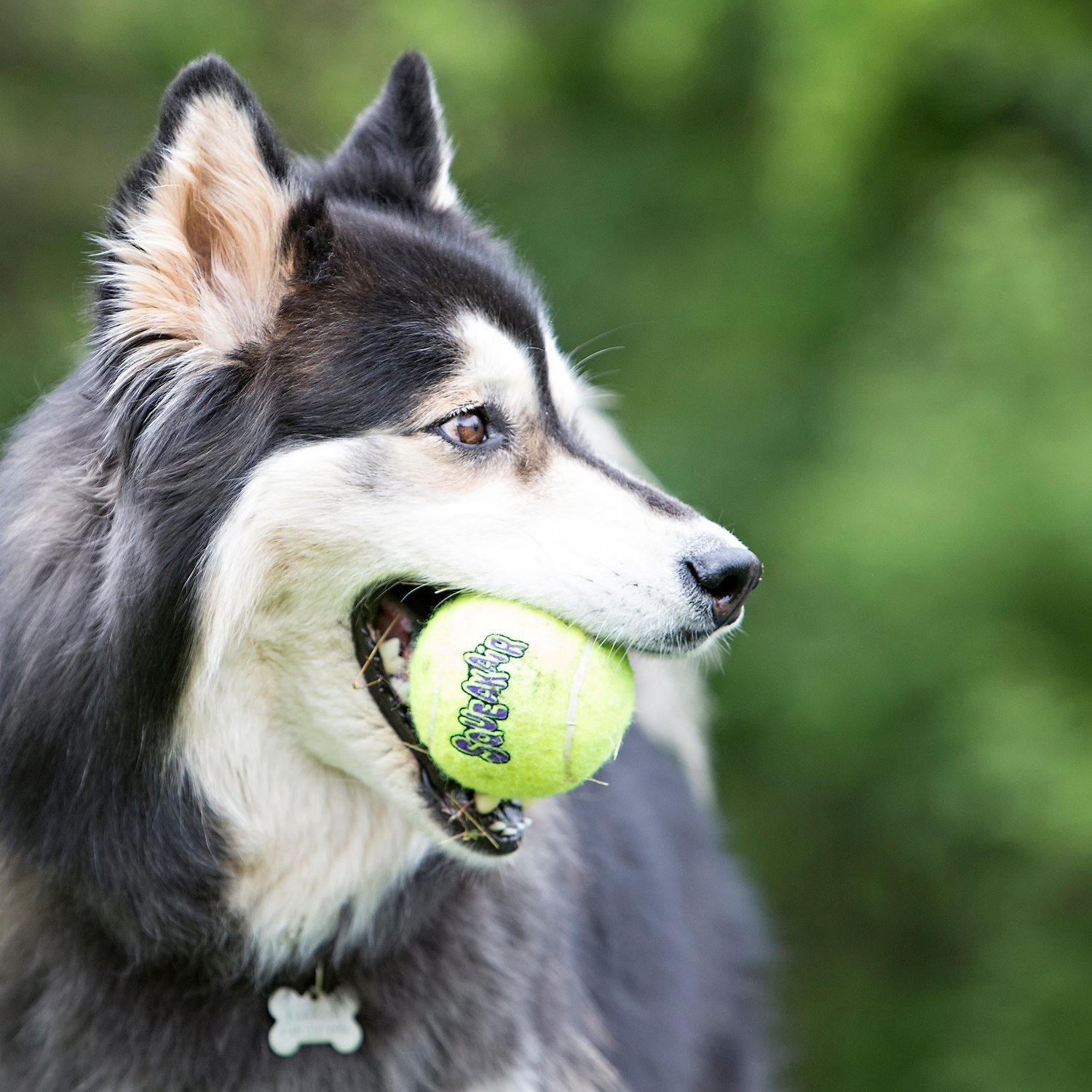 Kong Squeakair mingi de tenis pentru câini - zoom