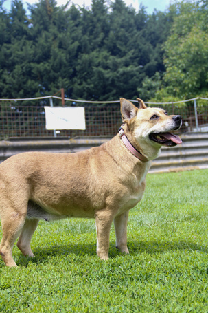 Pufirizsa, 8 éves ivartalanított szuka