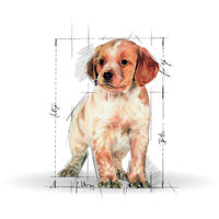 Royal Canin Medium Puppy - Közepes testű kölyök kutya száraz táp #10