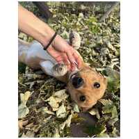 Chino, 7 hónapos keverék kisfiú #5