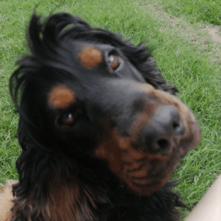 Levi