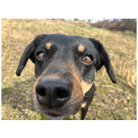 Gizi, 6 éves, 48 cm magas, szuka #7