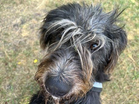 Kócos, 1 éves, kan