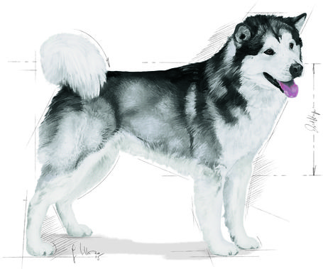 Royal Canin Maxi Joint Care - Száraz táp az izületek egészségéért, nagytestű felnőtt kutyák részére