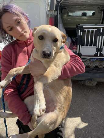 Floren, 3 éves ivartalanított szuka