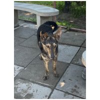 Günter, fél éves, kan #2