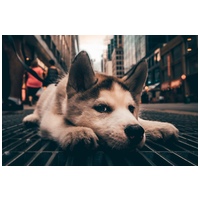 CD Puppy Maxi pentru căţei de talie mare